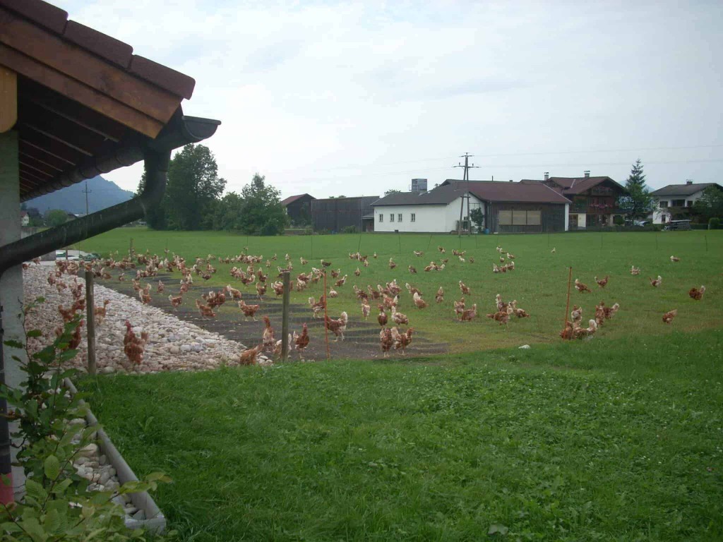 Salzburgerland-Ei - Leben mit und von der Natur
